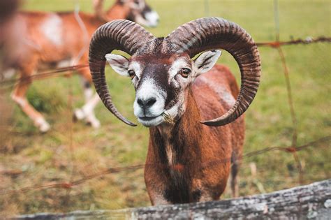 A Goat with Big Horns Behind the Fence Free Stock Photo | picjumbo