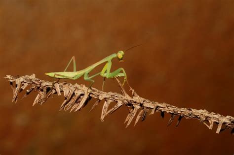 Premium Photo | Close-up of praying mantis