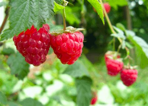 21 best-tasting raspberry varieties 🍇 😋 Discover flavorful picks