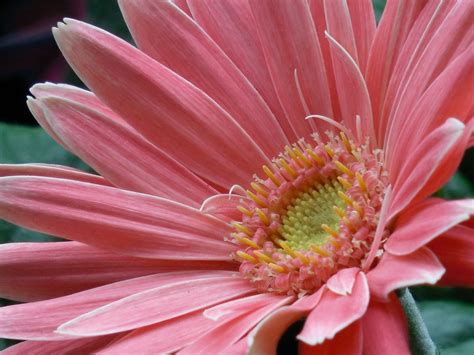 How to Care for the Gerbera Daisy - Dengarden