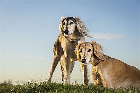 The 15 Fastest Dog Breeds - WorldAtlas.com