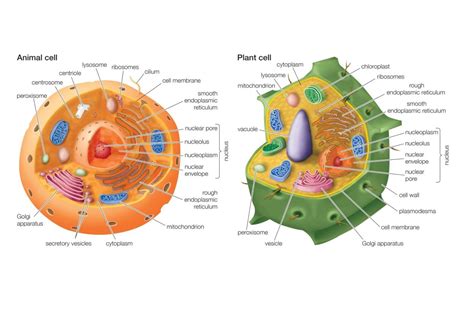 Differences Between Plant and Animal Cells