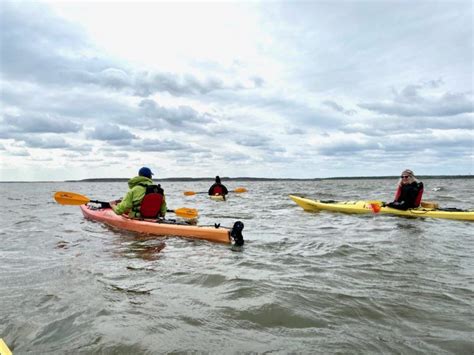 How to See Beluga Whales in Churchill, Manitoba - This Battered Suitcase