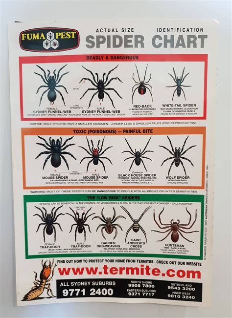 This spider identification chart in Australia : mildlyinteresting