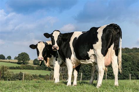 Open letter reiterates animal agriculture importance during COVID-19 | AGDAILY