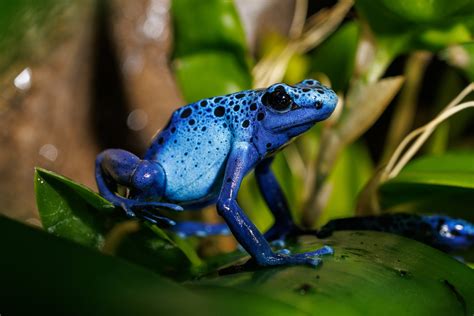 Blue Frogs