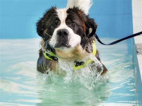 Swimming Lessons and Your Dog – American Kennel Club