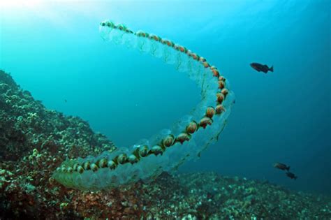 Getting to the bottom of ocean carbon export | NOAA Climate.gov