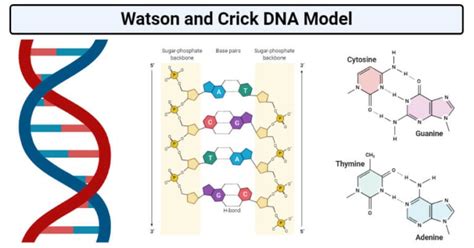 Watson and Crick DNA Model