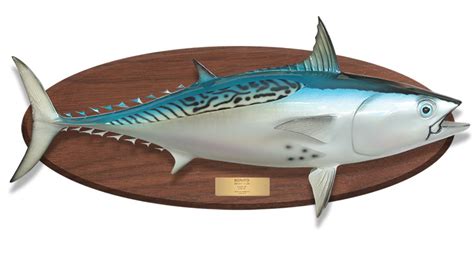 Bonito Tuna Fish Replica | mounted fish | fish trophy