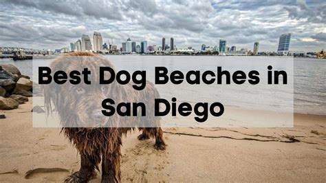 San Diego's Top Dog Friendly Beaches 🐶 | List with Map, Guide & Tips