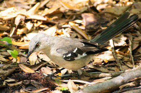 Discover Local Bird Rescue Near You: Save Injured Birds