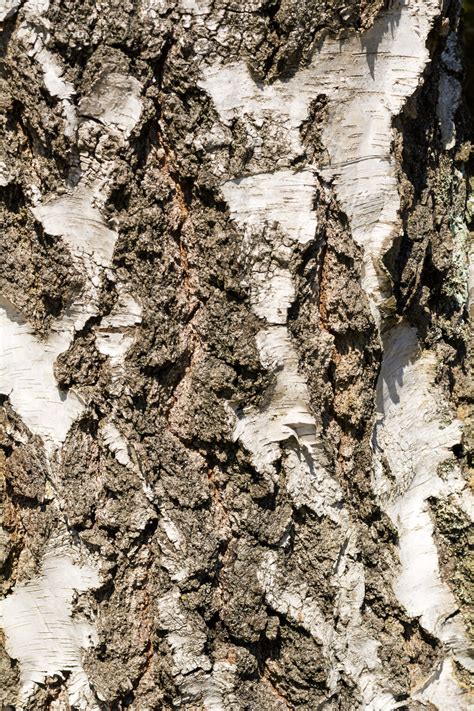 Birch tree bark close up | Copyright-free photo (by M. Vorel) | LibreShot