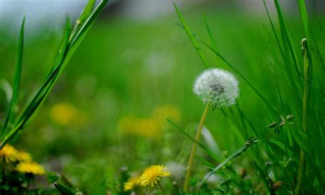 Best Dandelion Killer: 8 Options To Demolish Weeds - Epic Gardening