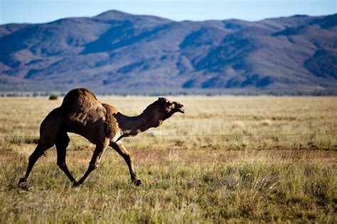 Australia Culls 100,000 Feral Camels To Limit Environmental Damage ...