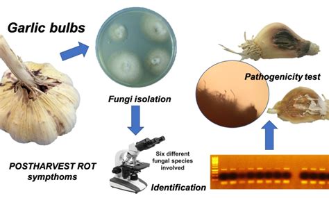 Pests and Diseases of Garlic: [Detection, Causes and Solutions] - Complete Gardering