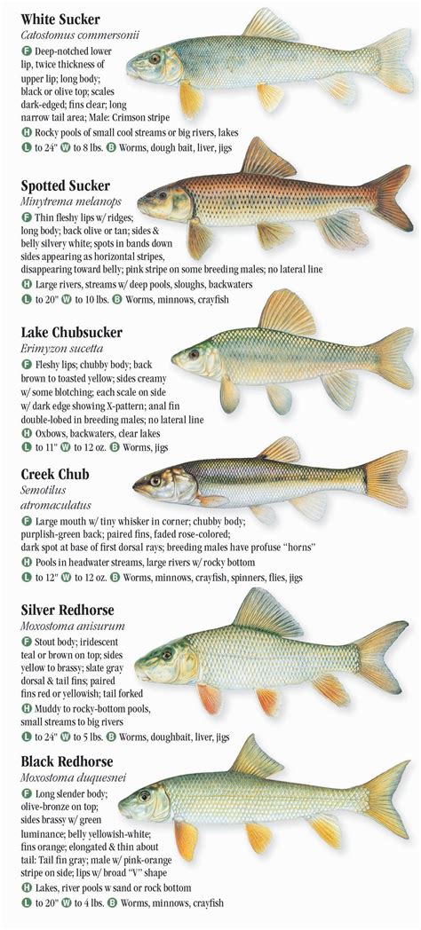 Freshwater Fishes of Iowa – Quick Reference Publishing