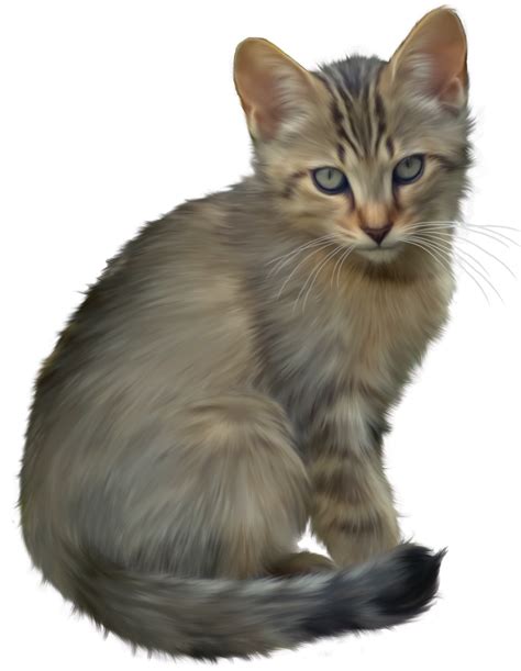 Kitten PNG Transparent Images | PNG All
