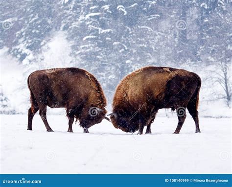 European Bison Bison Bonasus in Natural Habitat Stock Image - Image of endangered, wild: 108140999