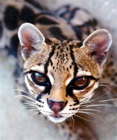 Margay – cat with gorgeous eyes | DinoAnimals.com