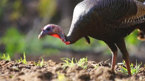 Wild Turkey (Meleagris Gallopavo) Breeding Behavior. Gobbler Breeding Hen In Spring. Stock ...