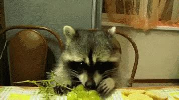 Raccoon Eating GIF - Raccoon Eating - Discover & Share GIFs