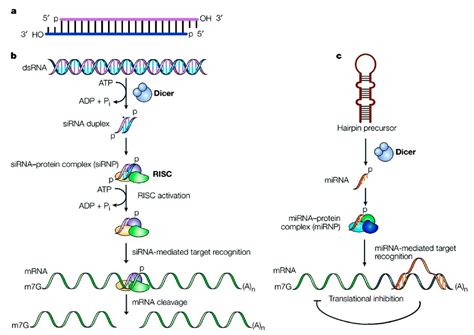 Nanomaterials | Free Full-Text | siRNA Delivery Strategies: A ...