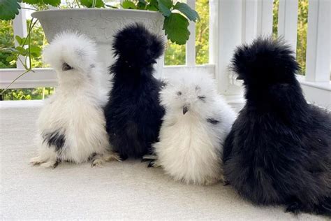 Top 6 Utterly Cute Chicken Breeds with Pictures