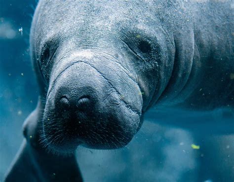 Manatees and Dugongs | The Marine Mammal Center