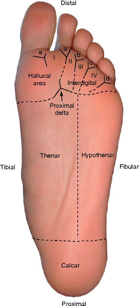 Figure 5 from Friction Ridge Skin : Morphogenesis and Overview Anatomy Outer Morphology of the ...