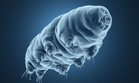 What are Tardigrades? - The Habitat