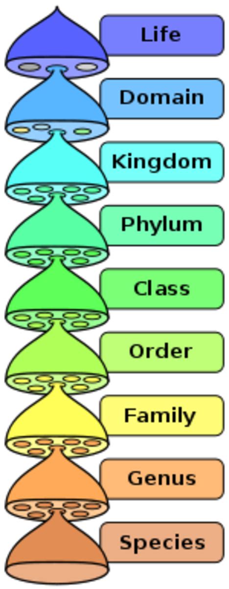 The Five Kingdoms of Life: A Visual, Step-by-Step Guide | HubPages