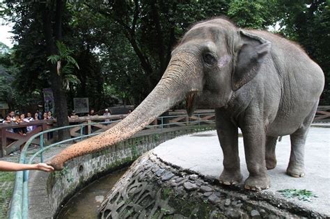 Manila Zoo elephant Mali dies : r/Philippines