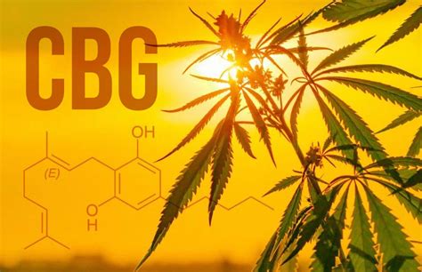 CBG: Cannabigerol Benefits, CBD vs CBG Cannabinoid Comparison Guide