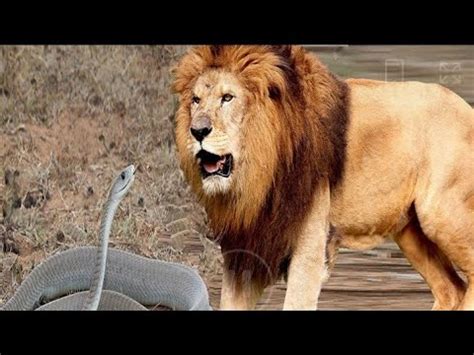 Can A Black Mamba Kill A Lion?