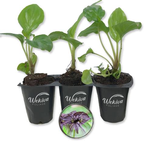 Black Bat Flower - 3 Live Starter Plants in 2 Inch Pots - Tacca ...