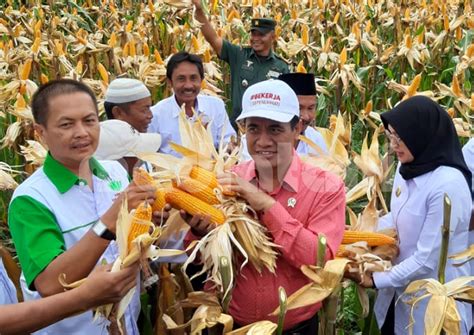 Hadir Panen Jagung di Probolinggo, Mentan: Bulog Harus Membeli Jagung ...