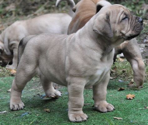 Boerboel Puppies For Sale | Dallas, TX #249650 | Petzlover