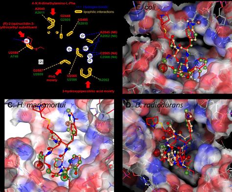 A: Structure of quinupristin (2) and illustration of the network of... | Download Scientific Diagram