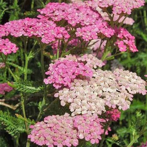 13 of the Best Yarrow Varieties for the Home Garden | Gardener’s Path | Yarrow plant, Flower ...