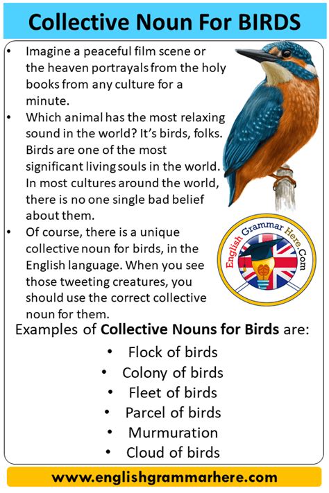 Collective Noun For Birds, Collective Nouns List Birds - English ...