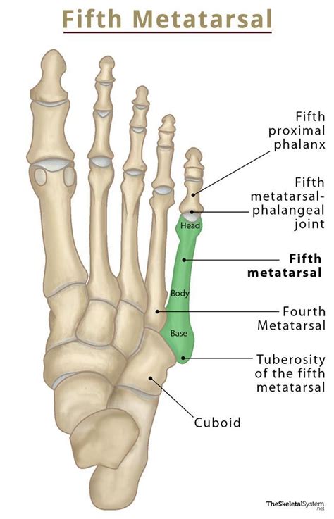 Fifth Metatarsal Bone Location, Anatomy, & Diagram