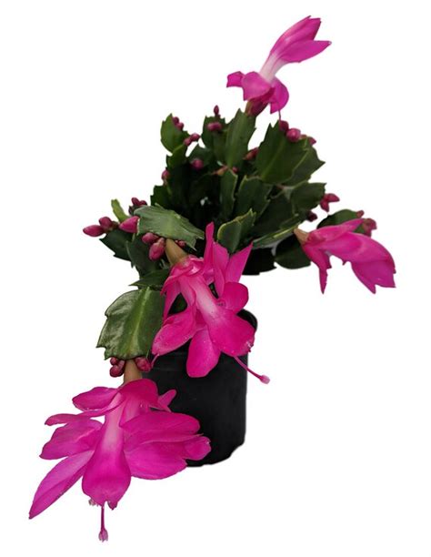 Purple Christmas Cactus Plant Zygocactus 4 pot