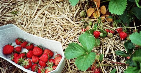 4 U-Pick Strawberry Farms in California | Travel | KCET