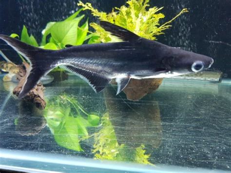 Iridescent Shark: Care Guide, Breeding, Tank Size, & Disease