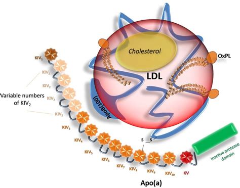 Lipoprotein(a): a risk factor for atherosclerosis and an emerging ...