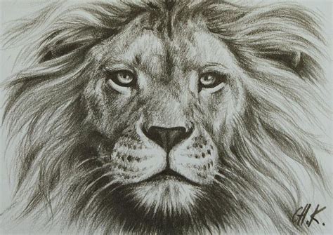 lion drawing - Google Search | Lion drawing, Lion sketch, Lion images