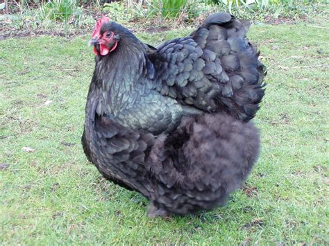 File:Orpington chicken 2.jpg - Wikimedia Commons