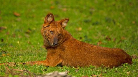 Dhole Fact Sheet | Blog | Nature | PBS