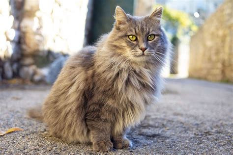 130+ Lord of the Rings Cat Names for Your Epic Feline | Flipboard